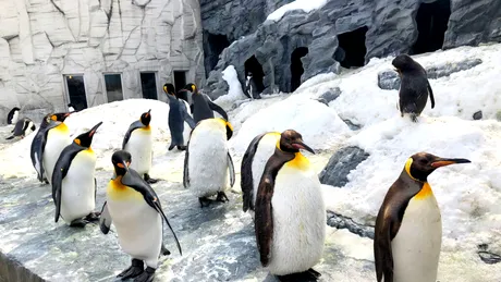 Singura grădină zoologică din România unde pot fi văzuți pinguini