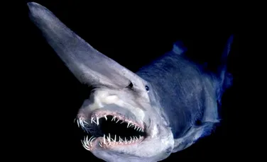 Adevarata fata a terorii din oceane… rechinii (FOTO)
