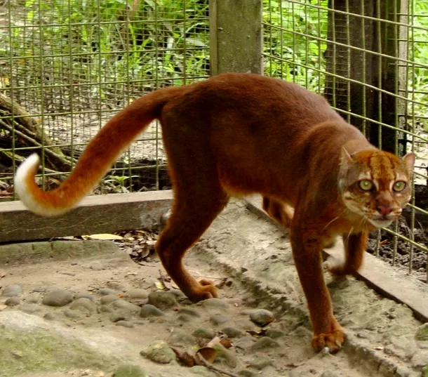 Feline exotice: 12 specii puţin cunoscute