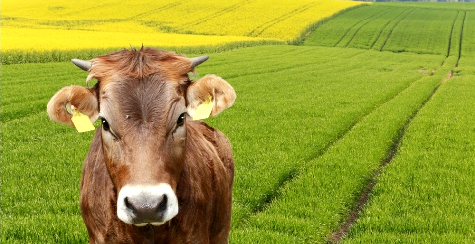 De ce recomandă oamenii de ştiinţă dieta cu rapiţă… pentru vaci?