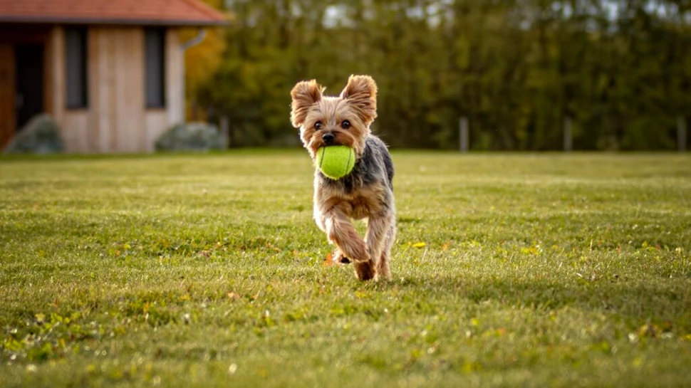 De ce joaca este benefică atât pentru oameni, cât și pentru câinii de companie?