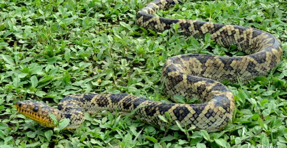 Unul dintre cei mai rari şerpi boa din lume a fost redescoperit după 60 de ani de căutări