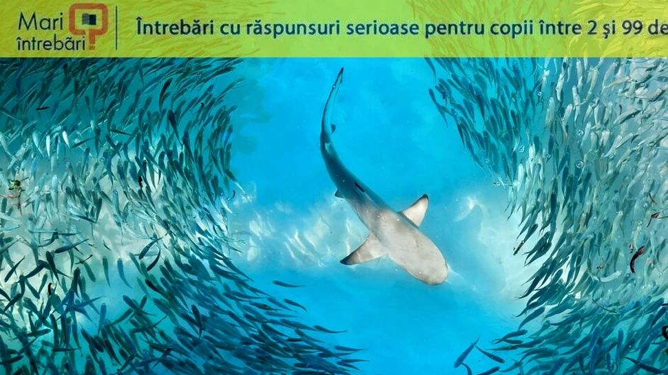 Peștilor li se face sete?