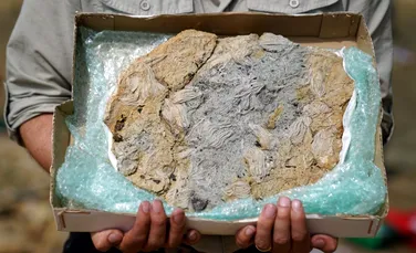 Doi paleontologi amatori au descoperit cea mai mare captură de echinoderme din Jurasic din Regatul Unit