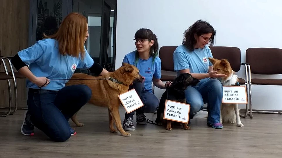 Câinii fără stăpân dintr-un oraş din România vor fi transformaţi în câini de terapie