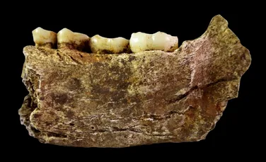 Toate scheletele de Homo Naledi găsite vreodată sunt de sex feminin. Ce indică acest lucru?