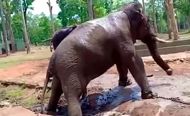 Momentul şocant în care un elefant, legat cu lanţuri, se prăbuşeşte şi moare în faţa mai multor oameni- VIDEO