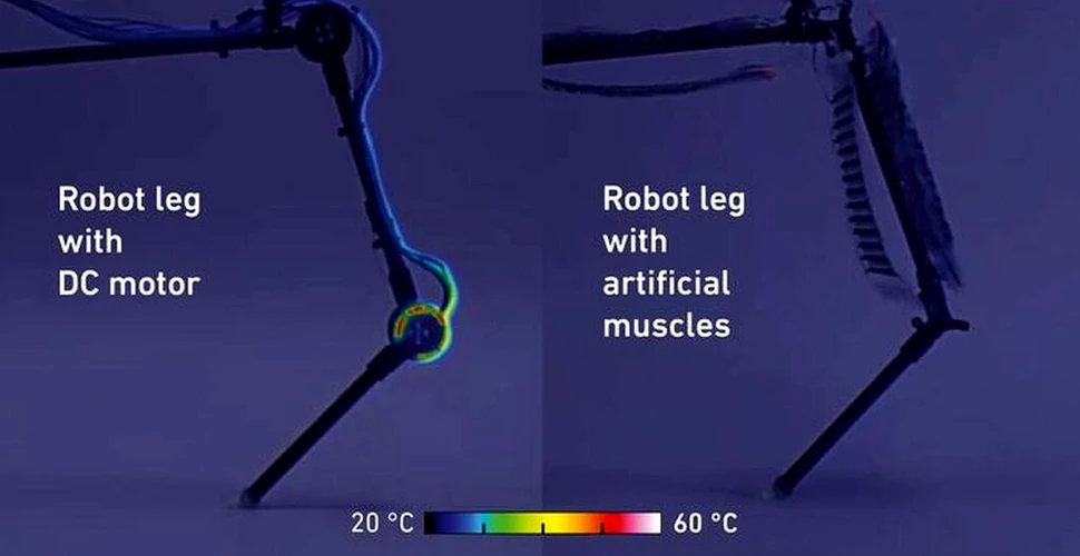 Oamenii de știință au creat un picior robotic care funcționează cu mușchi artificiali