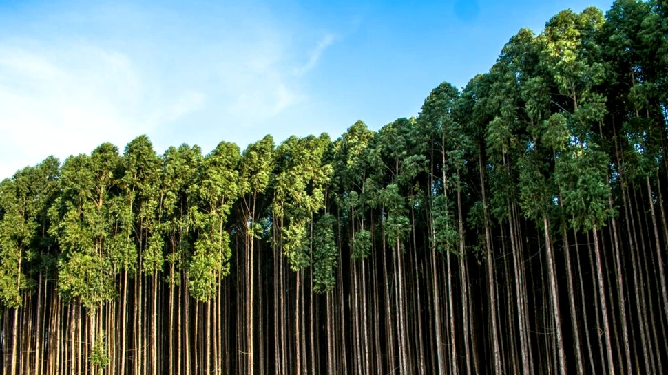 Test de cultură generală. Ce țară are cei mai mulți copaci?