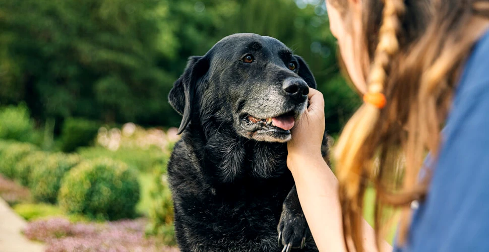 Declinul cognitiv al câinilor ar putea ajuta oamenii care suferă de Alzheimer