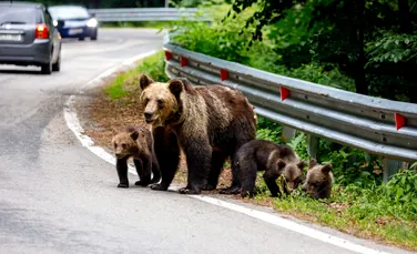 Ce amendă au primit doi români după ce au hrănit un urs din mașină?