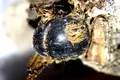 Albine de pe vremea faraonilor, găsite mumificate pe coasta de sud-vest a Portugaliei
