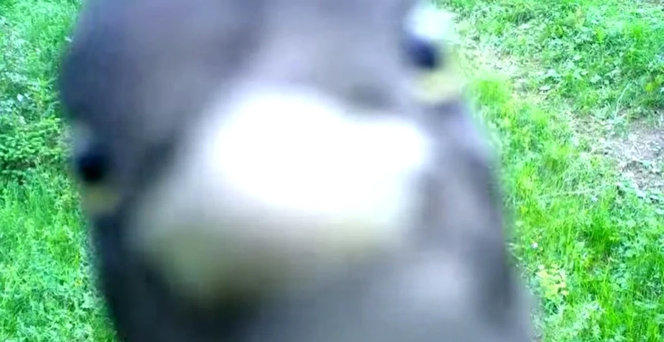 O ciocănitoare încearcă să spargă o cameră de monitorizare a faunei. Imagini inedite