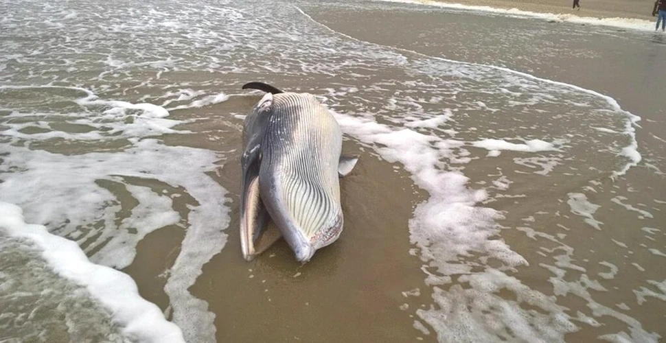 Imagini rare cu o balenă cu scolioză, surprinse în apele Spaniei