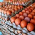 Ouăle ecologice ar putea avea un impact climatic mai mare decât cele provenite din ferme clasice