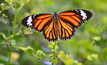 Cum pot unele animale să mănânce fluturi Monarh fără să moară? Misterul a fost în sfârșit elucidat