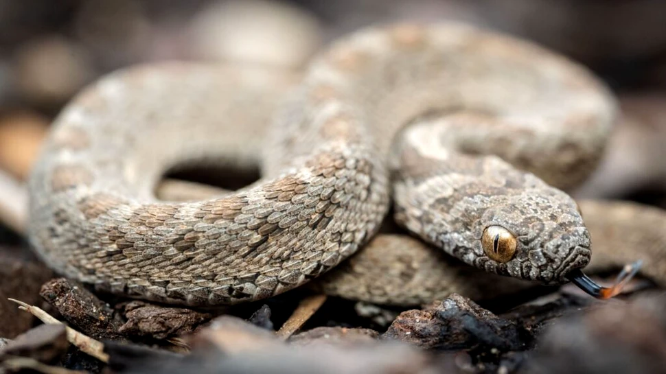 S-ar putea ca frica de șerpi să nu fie înnăscută