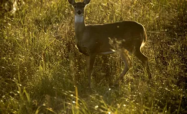 Căprioarele creează semnale ultraviolete în păduri, au descoperit cercetătorii