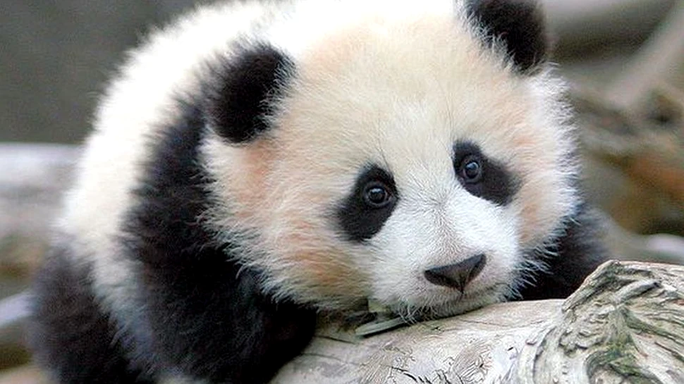 Un pui de urs Panda urmează să fie denumit în urma unui sondaj pe Facebook