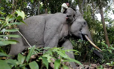 Indignare în Indonezia după uciderea elefantului Yongki, un simbol naţional