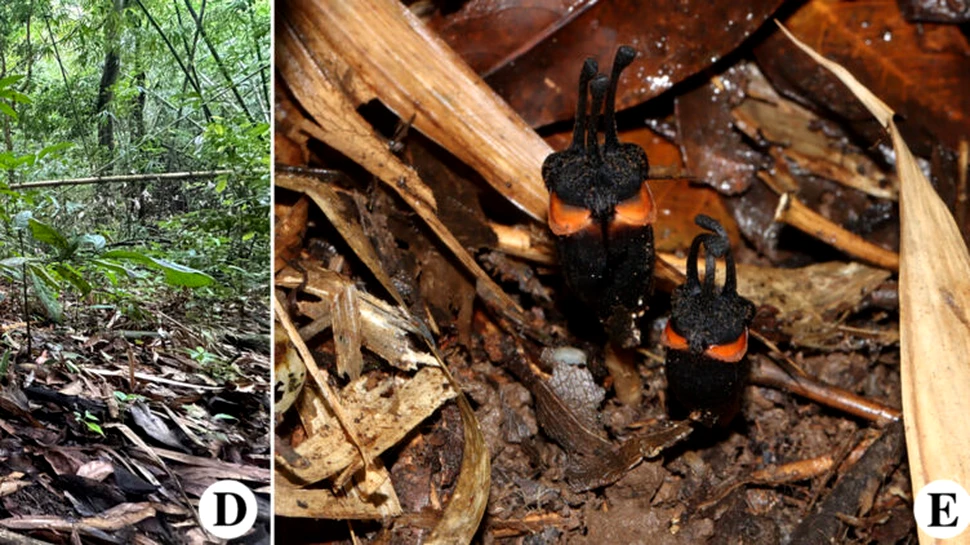 „Floarea diavolului”, o nouă specie descoperită în Thailanda. De ce este specială?