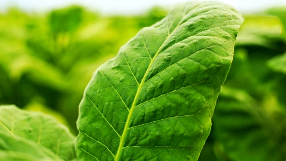 Cercetătorii au creat plante cu feromoni sexuali de molie. Care a fost motivul?