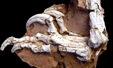 Un “balaur” carnivor teroriza Romania acum 80 de milioane de ani