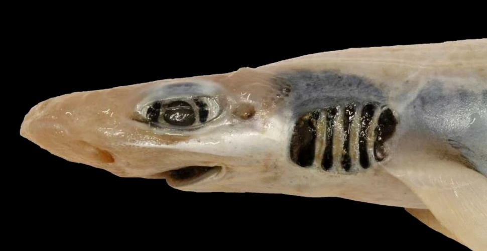 Descoperire șocantă. Oamenii de știință au găsit un rechin fără piele