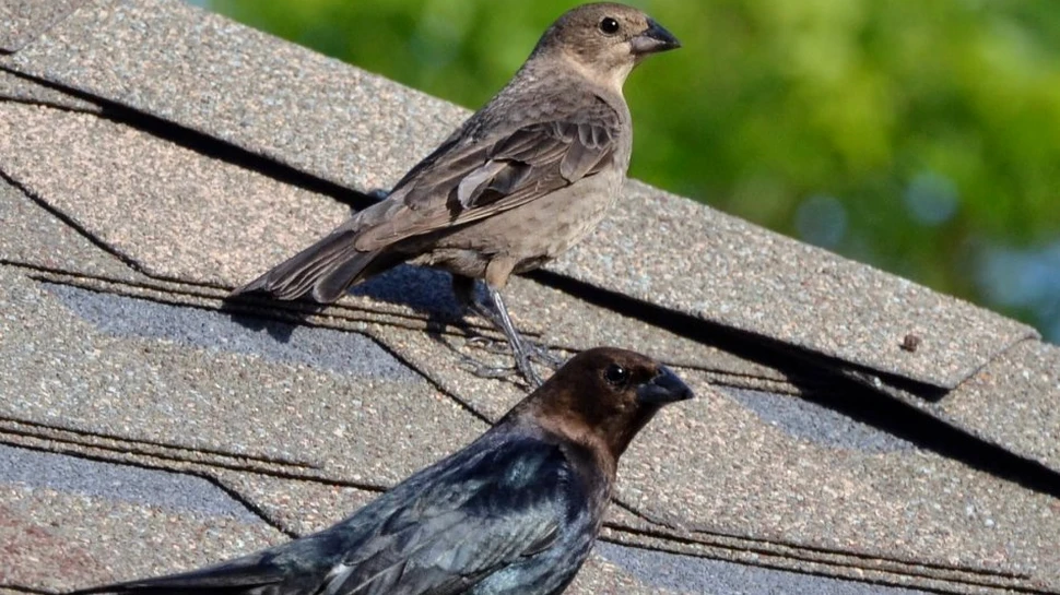 Uimitor: comportamente mafiote în lumea păsărilor! Cum funcţionează sistemul „taxei de protecţie” în natură