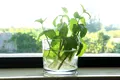 Dimineața sau seara: când este cel mai bine să udăm plantele?