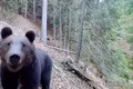 Momente inedite din pădure: Un urs descoperă și analizează o cameră video de monitorizare a faunei