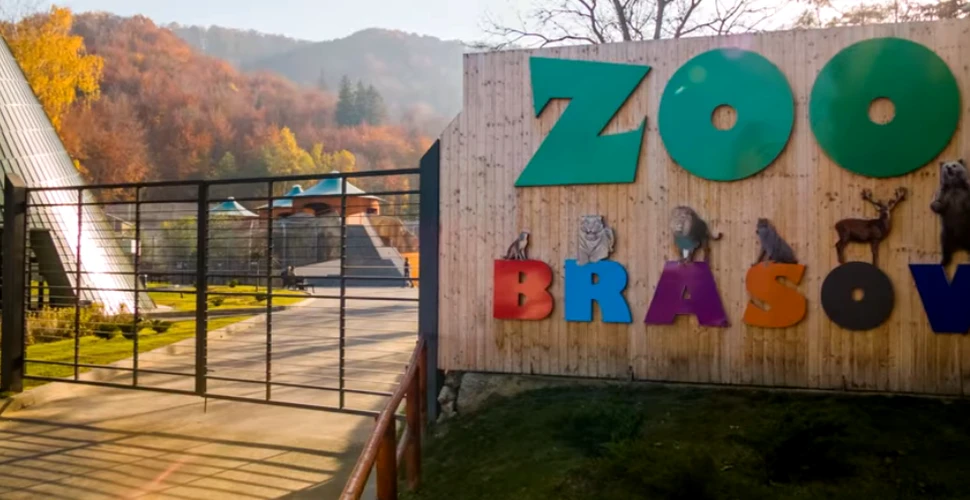 Pinguinii şi focile la Zoo Braşov vor avea o casă de 3,6 milioane de euro