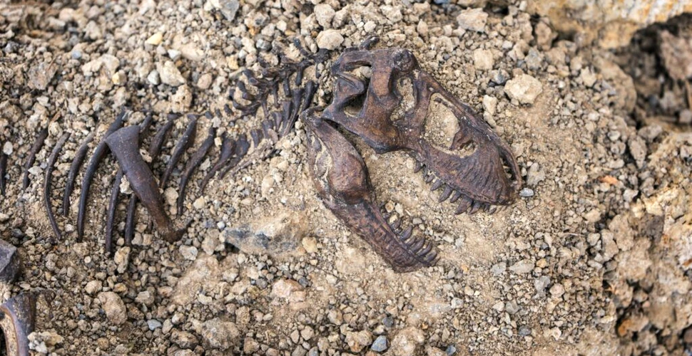 Un dinozaur erbivor misterios a fost descoperit în China