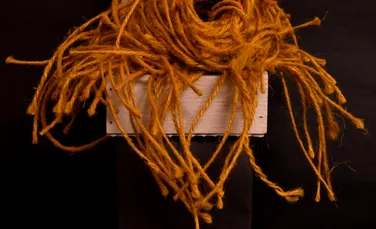 Cercetătorii au descoperit că cintezele au culori preferate