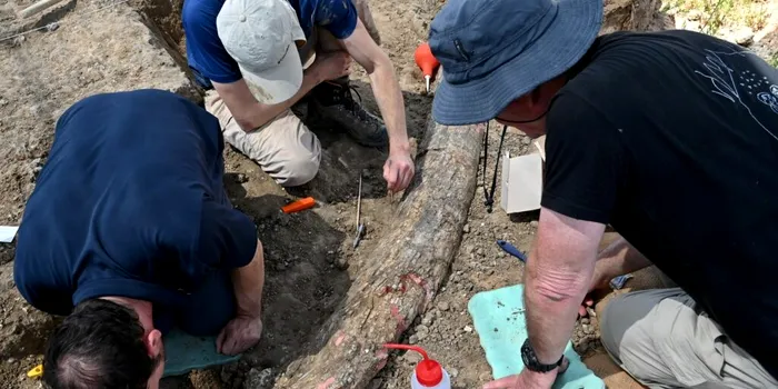 Un fildeș de 500.000 de ani, descoperit în Israel, elucidează un vechi mister