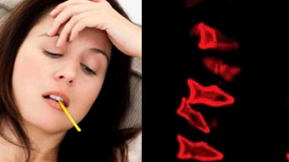 Pe viitor, pacienţii ar putea fi vindecaţi cu ajutorul unor ”peşti”