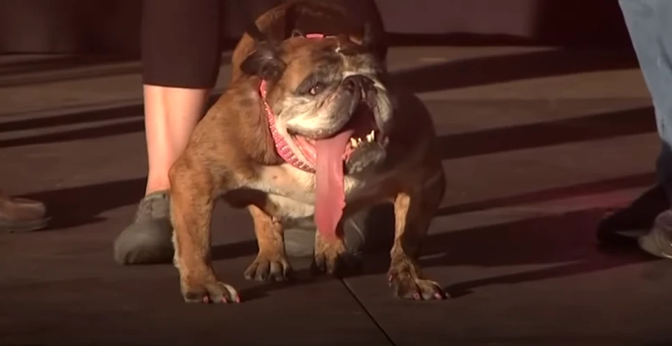Un buldog englez a primit titlul de cel mai urât câine din lume