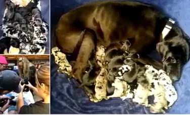 Naştere record. O femelă câine a adus pe lume 19 pui – FOTO