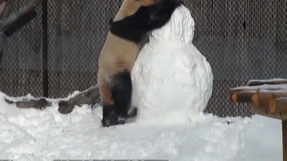 VIDEO Cum reacţionează un urs panda când face cunoştinţă cu un om…de zăpadă