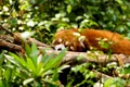„Chimicale eterne” au fost găsite în animalele de pe toate continentele, cu o singură excepție
