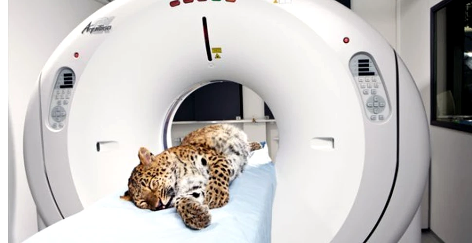 Tomograf pentru animalele sălbatice