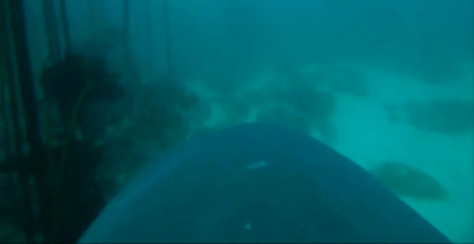 Priveşte cum marii rechini albi vânează în pădurile din adâncuri! Au fost înregistraţi pentru prima dată