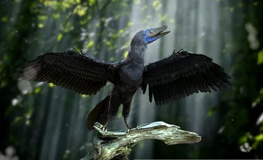 Unele specii de dinozaur dormeau la fel ca păsările din prezent, dezvăluie fosilele