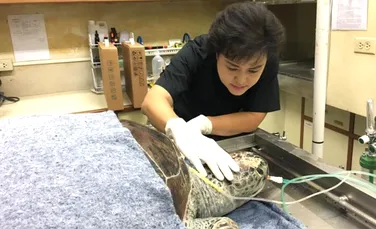 Ţestoasa din Thailanda care a înghiţit aproape 1.000 de monezi din cauza oamenilor a murit. ,,Am făcut tot ce am putut, dar nu a fost de ajuns”