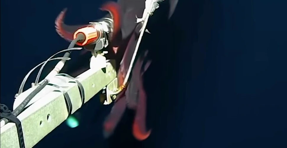 Filmare rară din adâncuri: calamarul-caracatiță cu cele mai mari lumini biologice din lume