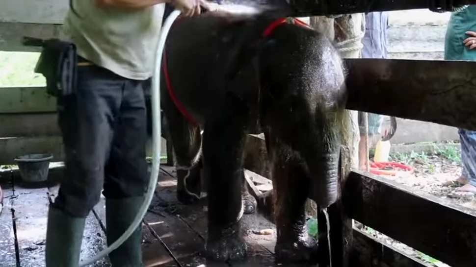 Un pui de elefant a murit după ce și-a prins trompa în capcana unui braconier