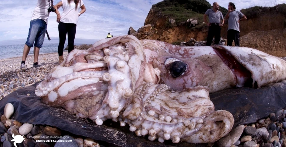 Cum arată cel mai mare nevertebrat de pe Pământ? Un exemplar a fost găsit pe o plajă din Spania