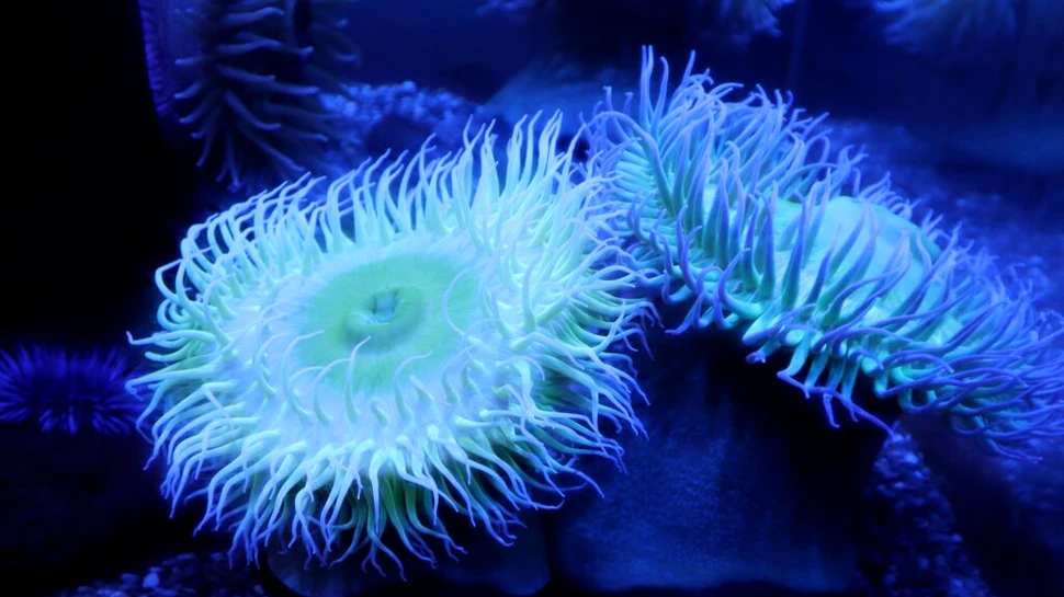 Un studiu pe anemonele de mare a dezvăluit cum supraviețuiesc animalele