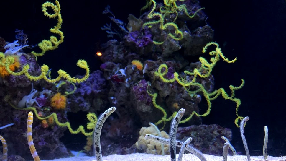 Studiu parcă desprins dintr-un film de groază. Cum încearcă anghilele să scape din stomacul prădătorilor