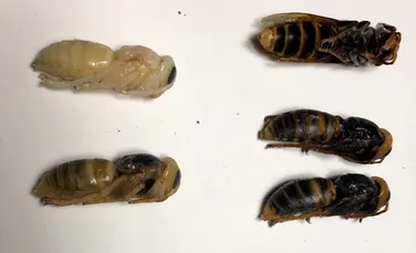Un număr uriaș de regine a fost descoperit în cuibul de viespi gigantice distrus în SUA: „Ne-a lăsat fără cuvinte”